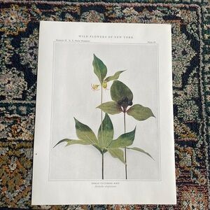 🖤5/$25 Antique Botanical Plant Print Original over 100 years